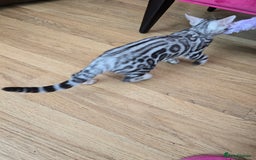 Bengal cats for sale: 3 exquisite Tica registered bengals *****READY NOW - Image 9