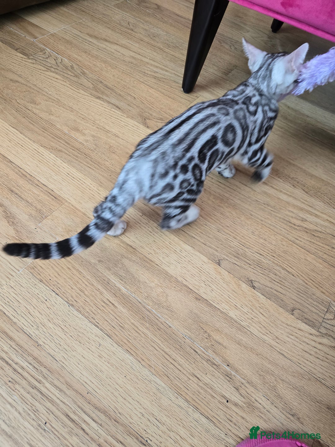 Bengal cats for sale: 3 exquisite Tica registered bengals *****READY NOW - Image 9