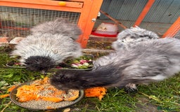 Chickens poultry for sale: Silkie chickens  - Image 2