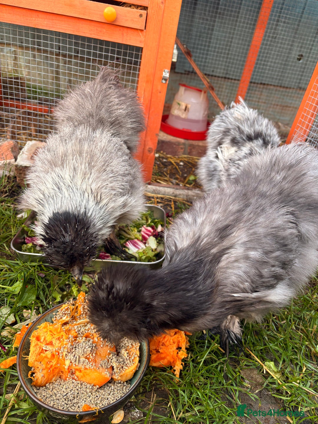 Chickens poultry for sale: Silkie chickens  - Image 2