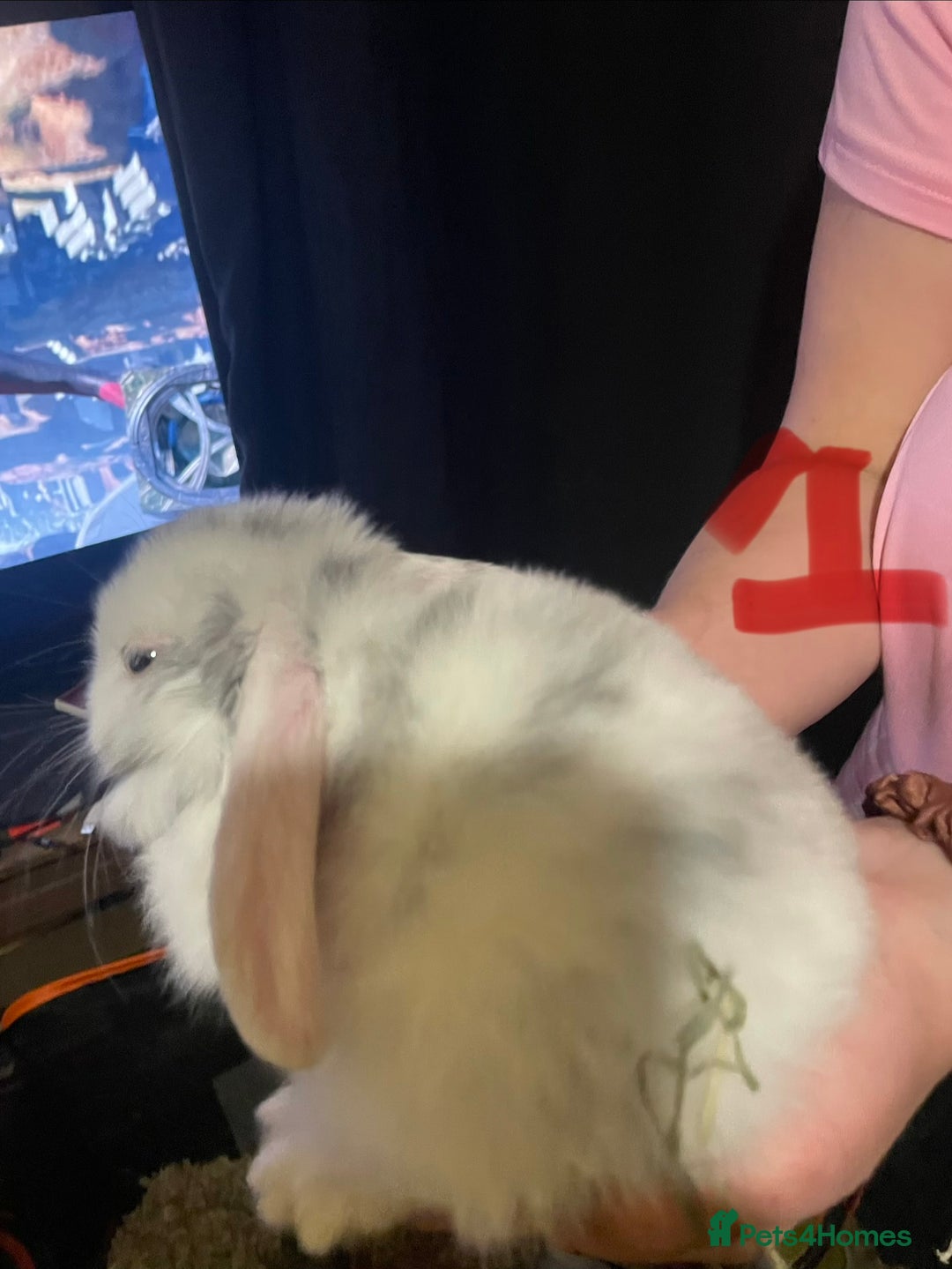 Mixed Breed rabbits for sale: 4x Bunnies for sale  - Advert 10