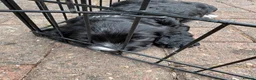 Sprocker dogs for sale: Beautiful sprocker puppies  - Advert 9