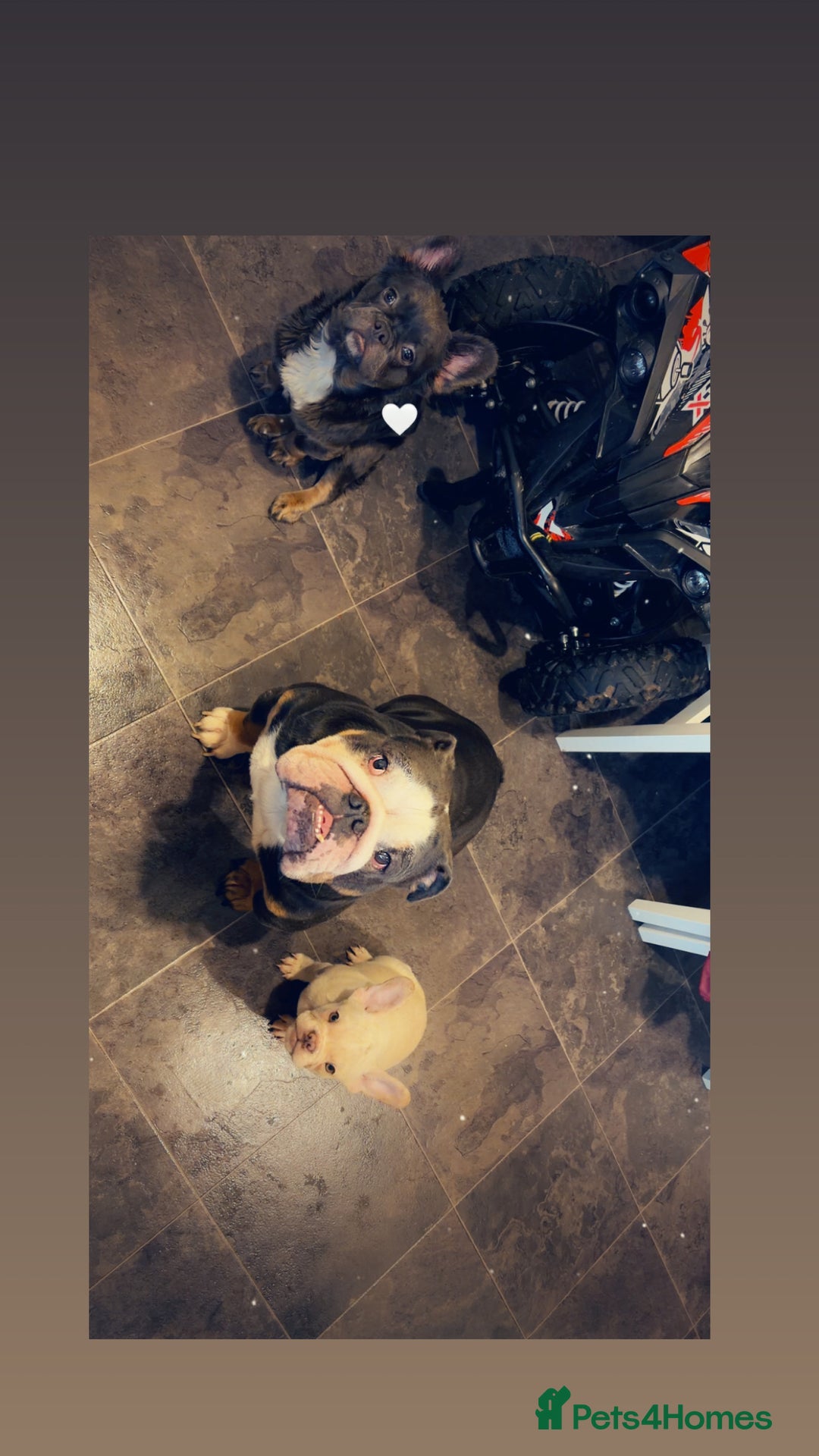 English Bulldog dogs for sale:  Male English bulldog - Advert 2