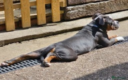 Olde English Bulldogge dogs for sale: 6 month old female NEBRR blu tri  - Image 3