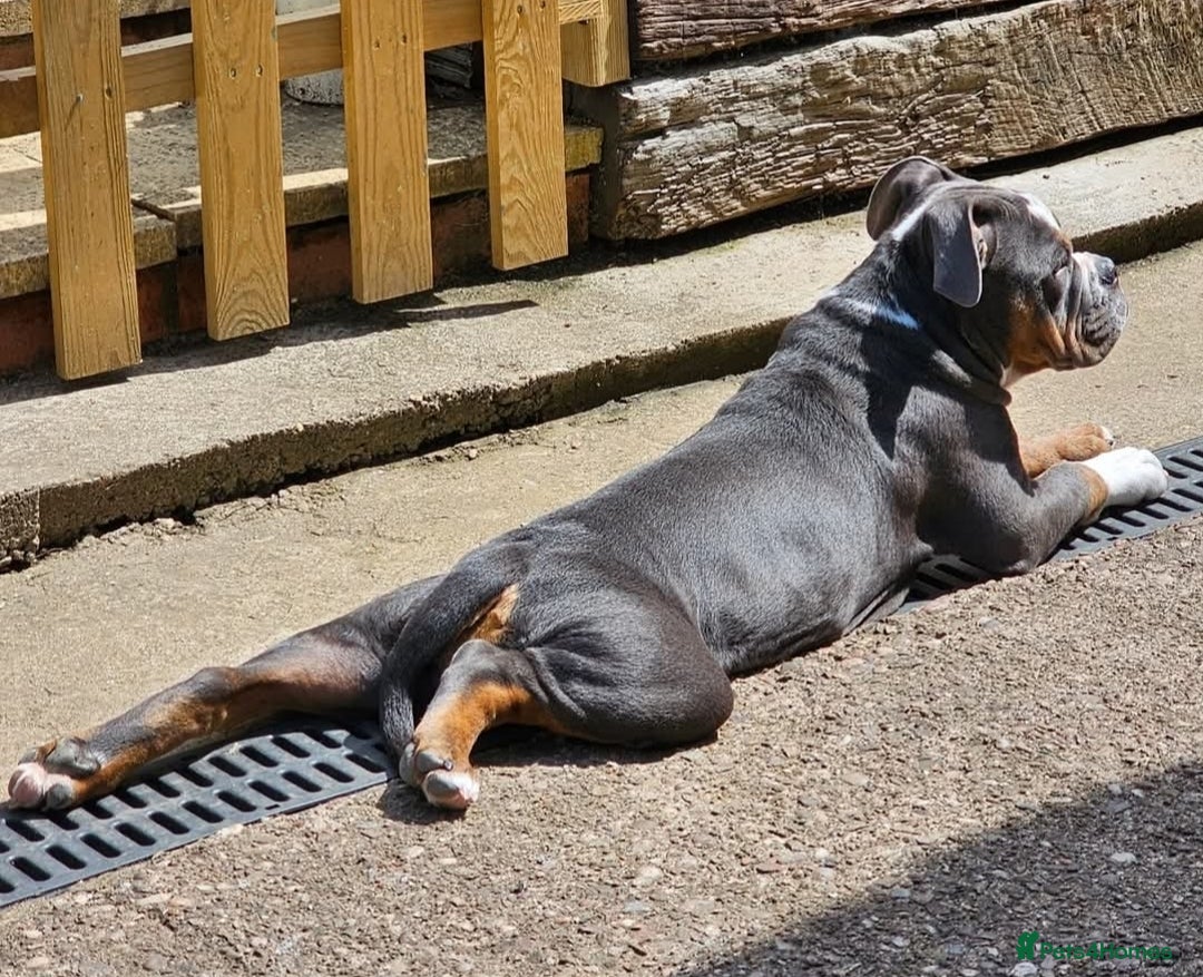 Olde English Bulldogge dogs for sale: 6 month old female NEBRR blu tri  - Image 3