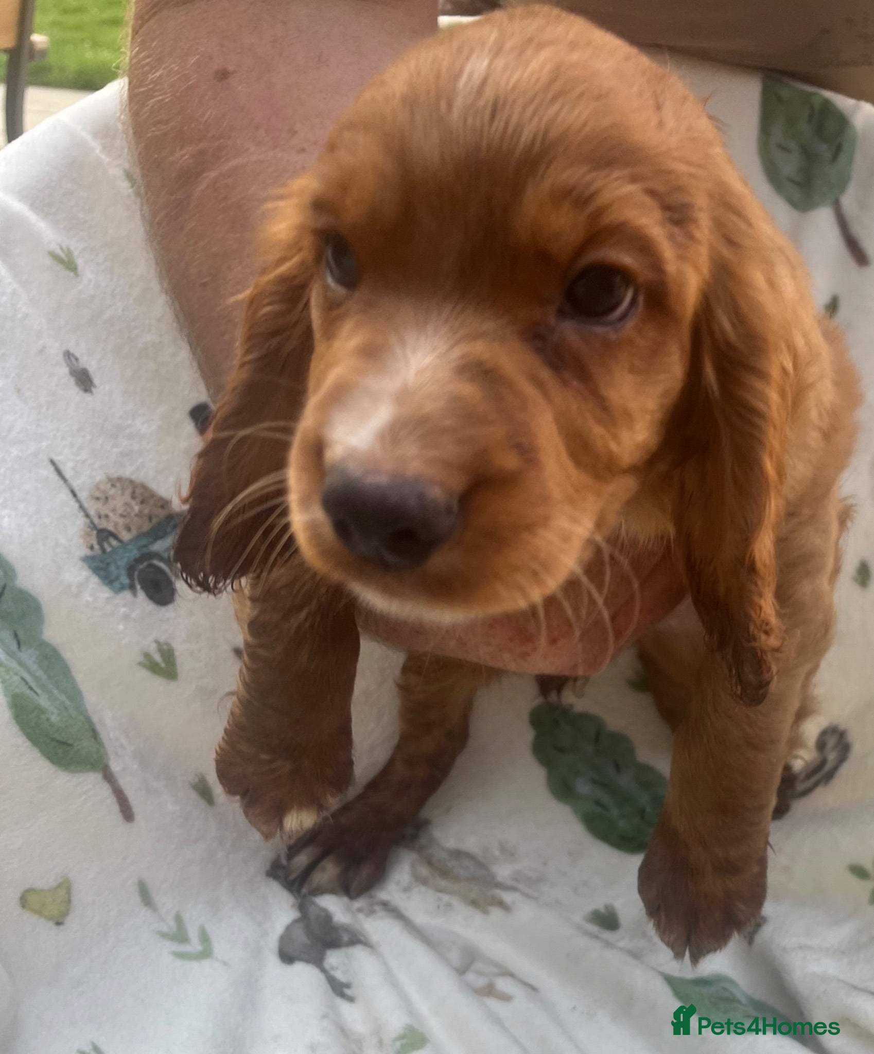 Cocker Spaniel dogs Beautiful Cocker Spaniel Pups - Advert 2