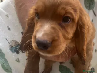 Cocker Spaniel dogs Beautiful Cocker Spaniel Pups - Advert 2