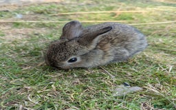 Mixed Breed rabbits for sale: Baby bunnies  - Image 3