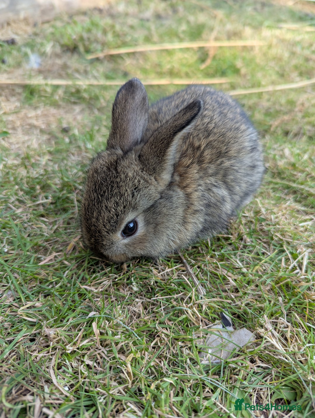 Mixed Breed rabbits for sale: Baby bunnies  - Image 3