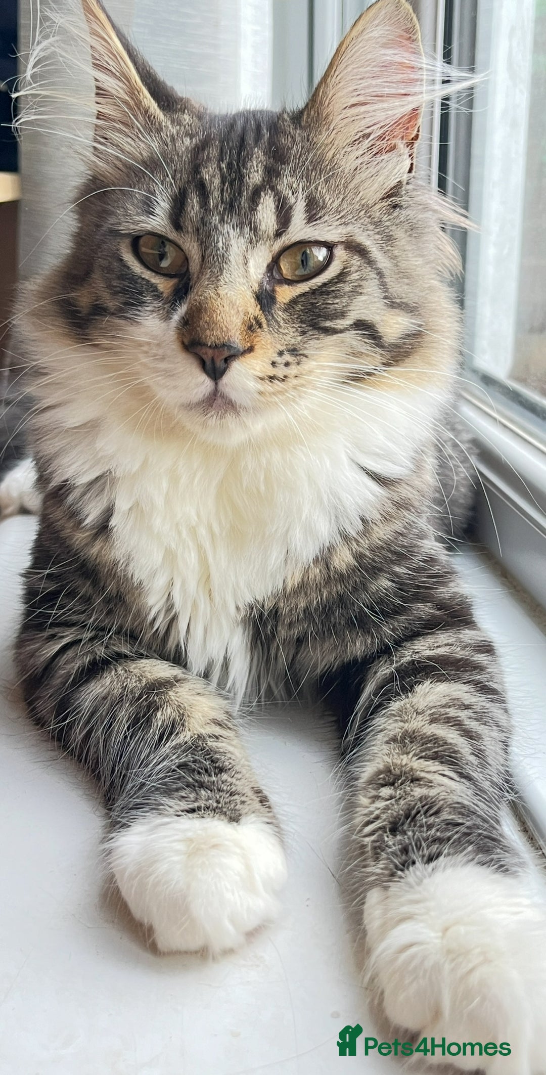 Maine Coon cats for sale: Maine Coon X Kittens - Advert 12