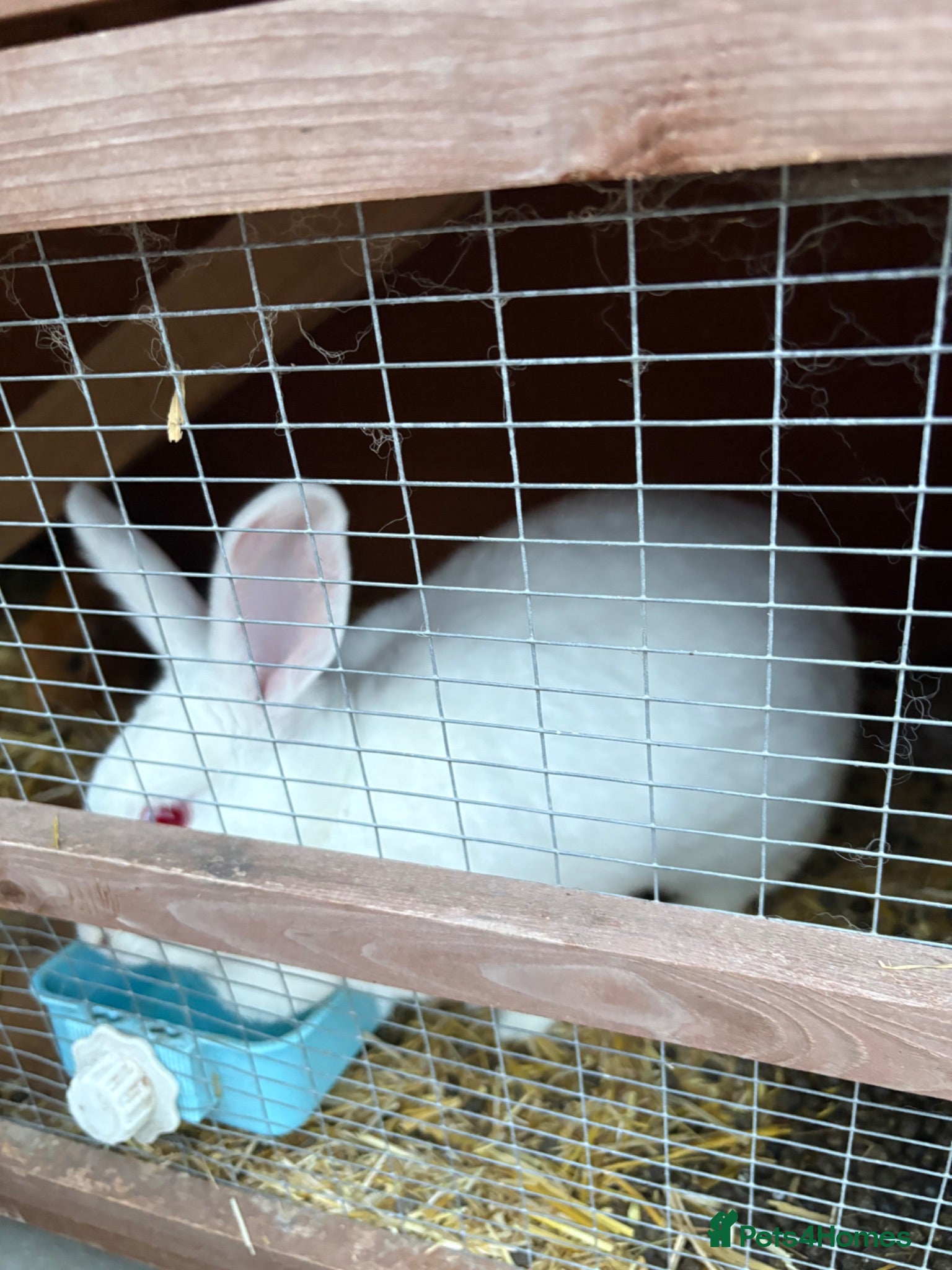 New Zealand rabbits New Zealand white - Advert 2