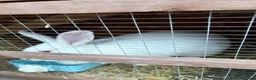 New Zealand rabbits for sale: New Zealand white - Advert 1