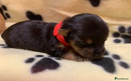 Jack Russell dogs for sale: Jack Russell Puppies  - Image 8