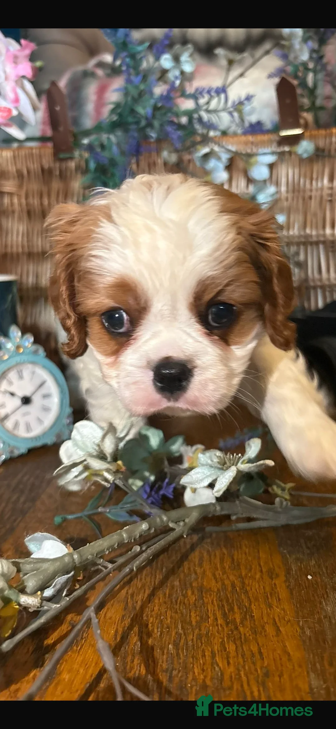 Cavalier King Charles Spaniel dogs for sale: KC PEDIGREE CAVALIER KING CHARLES - Advert 21