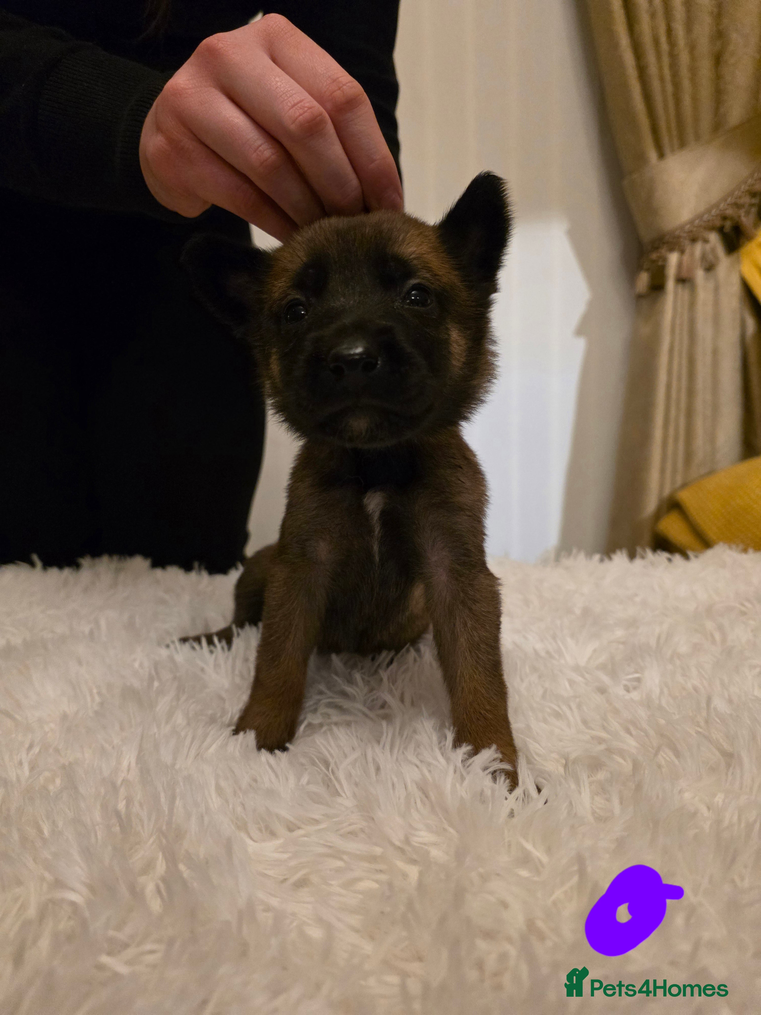 Belgian Shepherd Dog dogs 🔥🔥Fantastic Belgian Malinois Puppies🔥🔥 - Advert 3