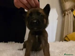 Belgian Shepherd Dog dogs 🔥🔥Fantastic Belgian Malinois Puppies🔥🔥 - Advert 18