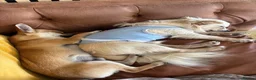 Chihuahua dogs for sale: Pedigree Registered Chihuahua Puppies - Advert 3