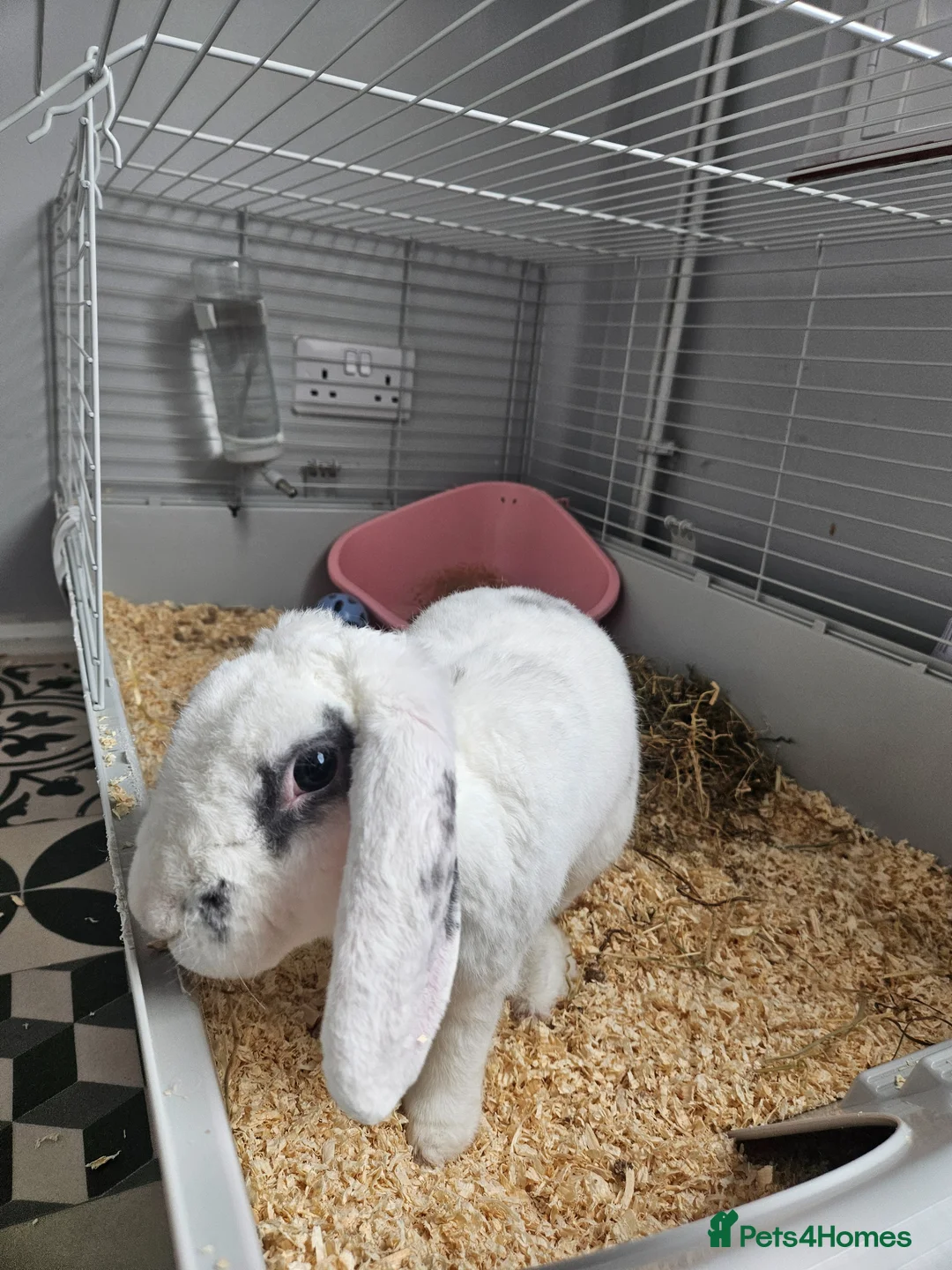 Mixed Breed rabbits for sale: Failed bonding - Beautiful boy needing good home in Buckingham - Advert 2