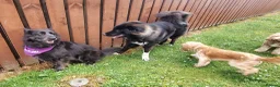 Caucasian Shepherd Dog dogs for sale: ***FERN RESCUE* 1 YR OLD CAUCASIAN SHEPARD in Glasgow - Advert 19