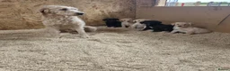 Labradoodle dogs for sale: Gorgeous litter or Labradoodle Puppies - Advert 5