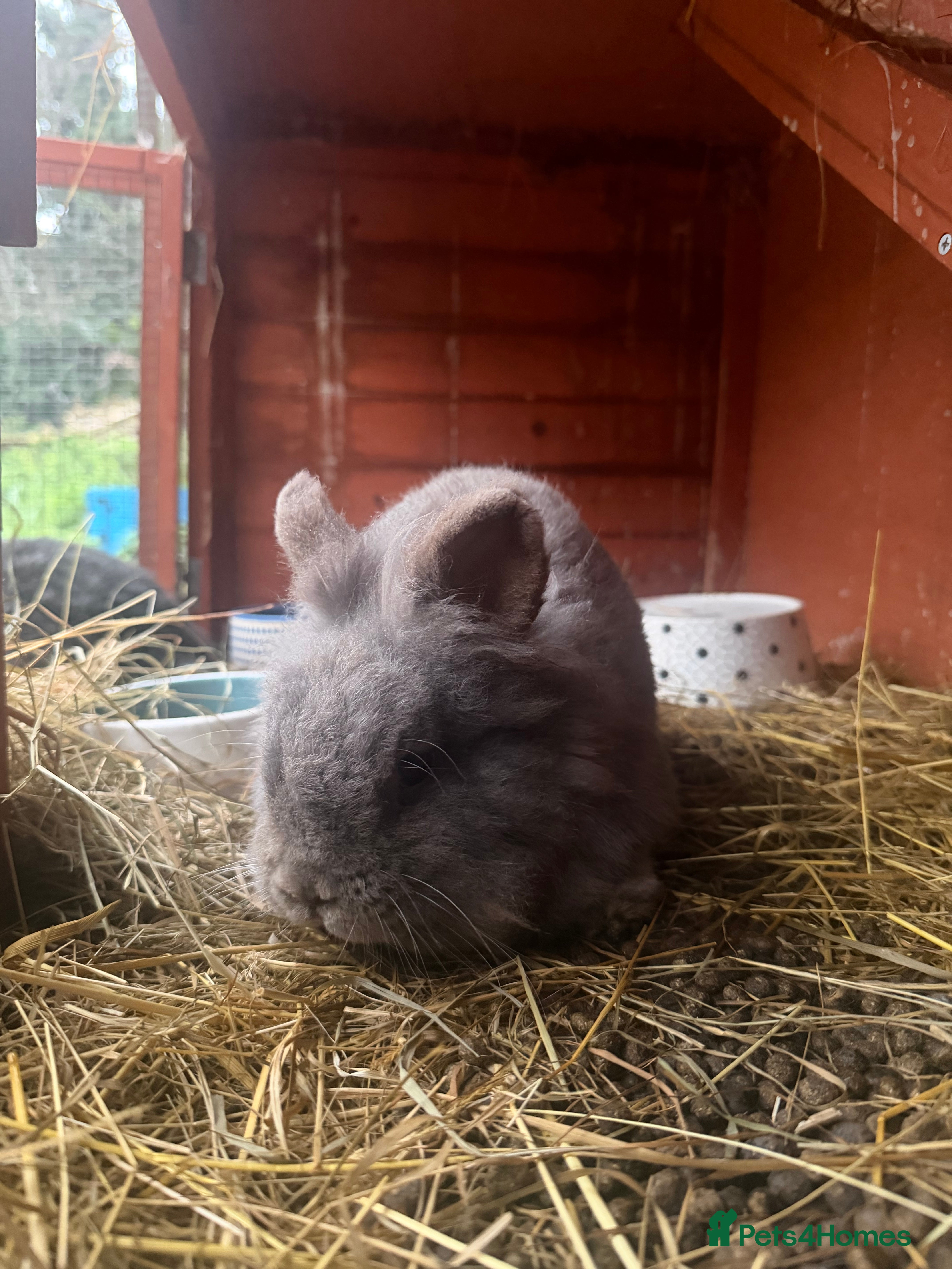 Lionhead rabbits rabbit female  loinhead  - Advert 1