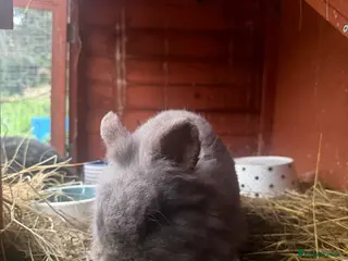 Lionhead rabbits rabbit female loinhead - Advert 2