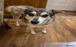 Mixed Breed dogs for adoption: Gracie  - Advert 2