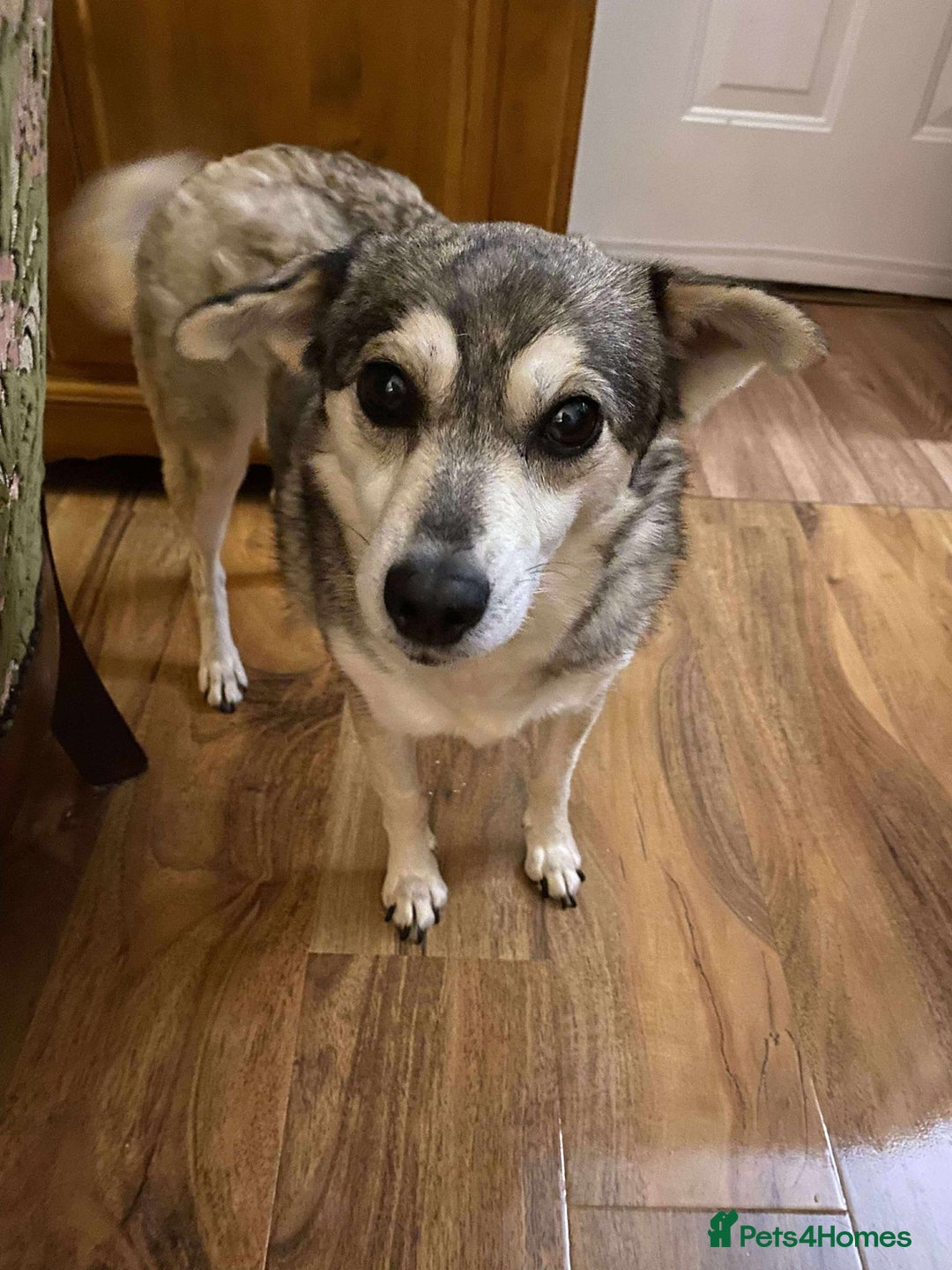 Mixed Breed dogs for adoption: Gracie  - Advert 2