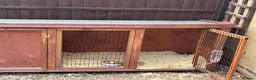 English Lop rabbits for sale: Beautiful female black rabbit  - Advert 8