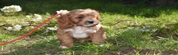 Cavapoo dogs for sale: Ready Now F1 Toy Cavapoo Puppies Health Tested - Advert 26