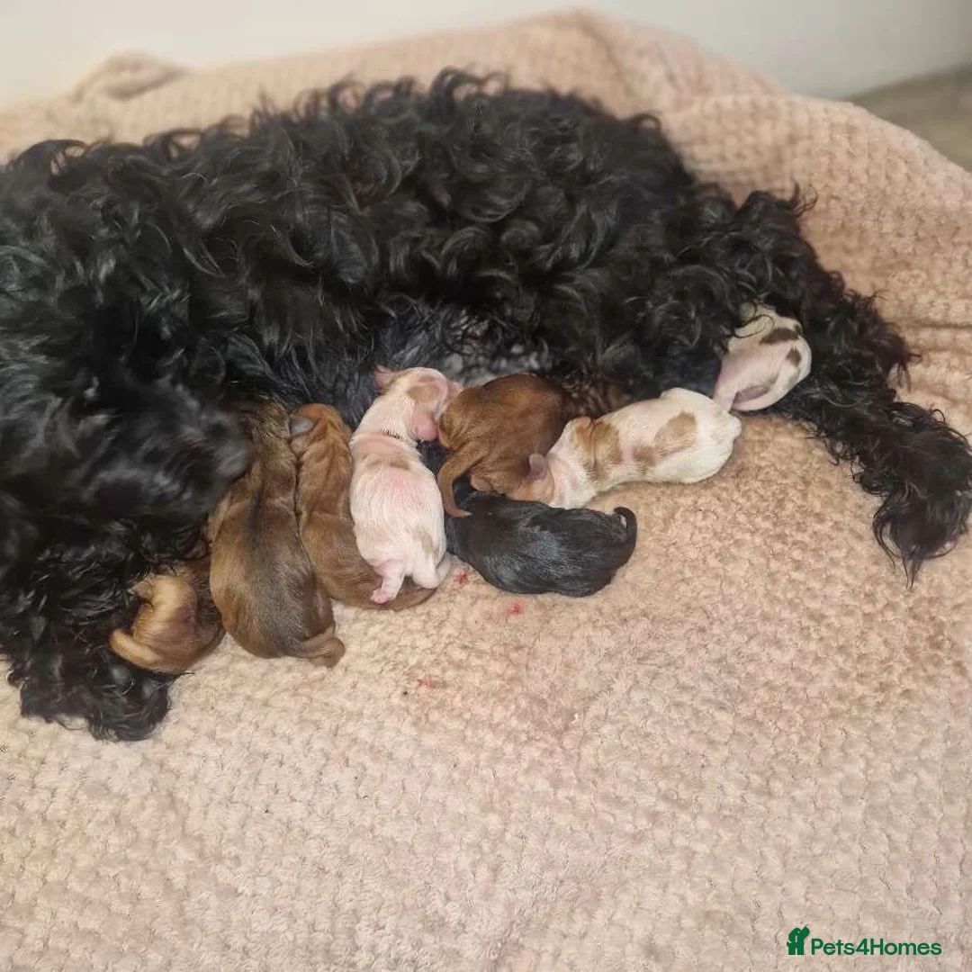 Cockapoo dogs for sale: 8 cockapoo puppys in Doncaster - Advert 1