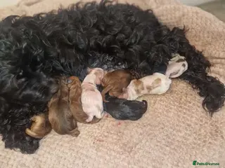 Cockapoo dogs 8 cockapoo puppys - Advert 1