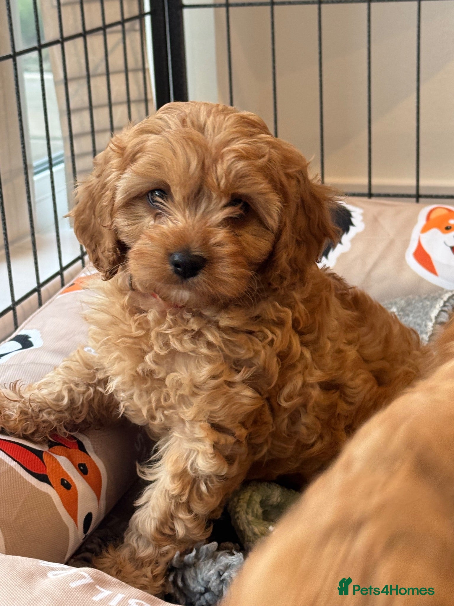 Cavapoo dogs Cavapoo🐾 puppies F1 extensively health tested - Advert 1