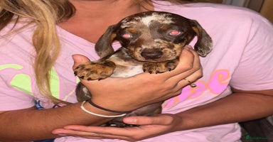 Miniature Dachshund dogs - Advert 11