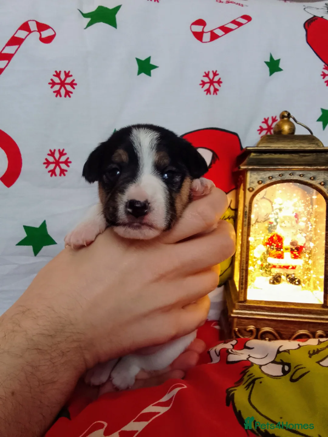 Jack Russell dogs for sale: 👑Jack💫Russell👑 💙 😍🤩🤗  - Advert 2