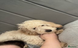 Mixed Breed dogs for sale: Calm, Friendly and Young, Needs a Loving Home  - Advert 3