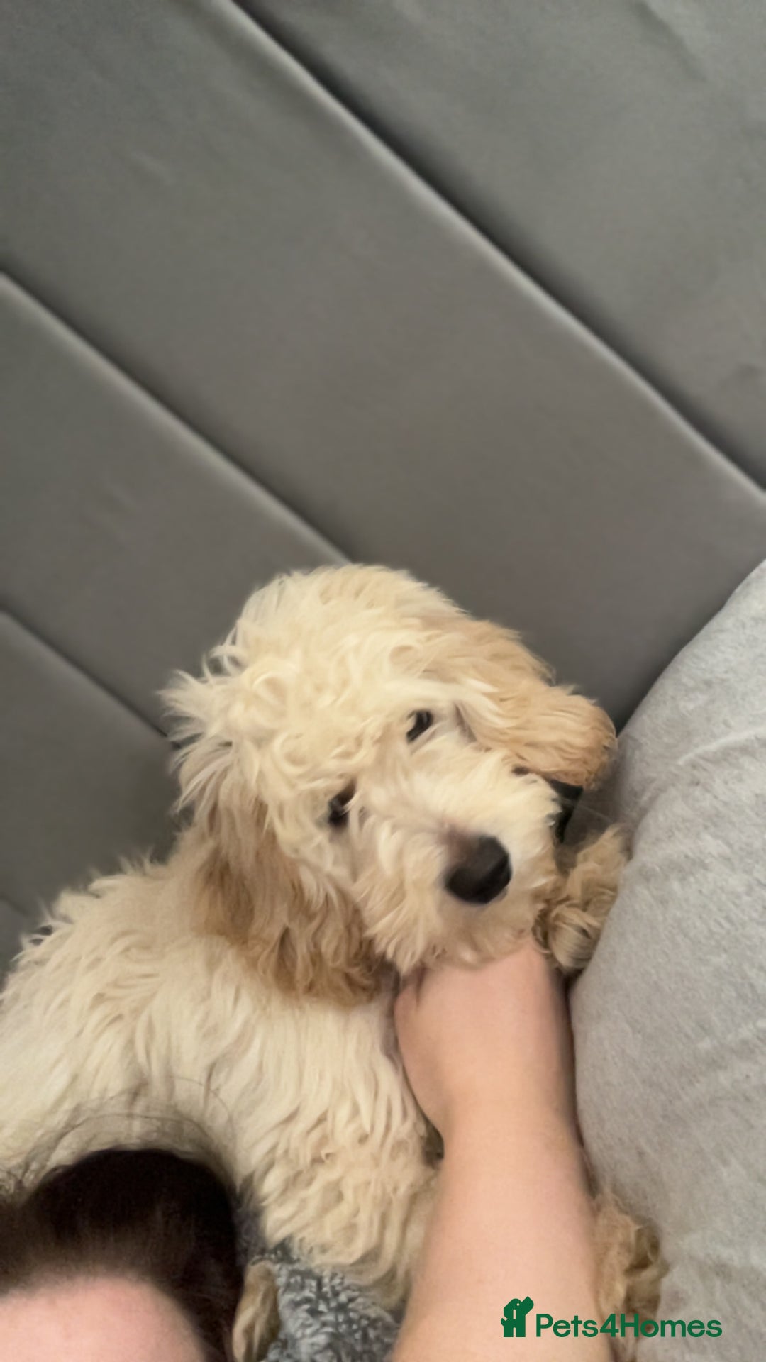 Mixed Breed dogs for sale: Calm, Friendly and Young, Needs a Loving Home  - Advert 3