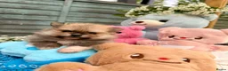 Pomeranian dogs for sale: Pomeranian Unique colour boys  - Advert 12