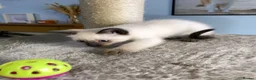 Mixed Breed cats for sale: 1 male blue eyed colourpoint kitten - Advert 4
