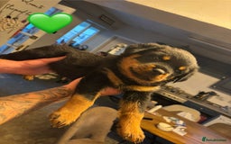 Rottweiler dogs for sale:  Rottweiler Puppies - READY NOW! 2 LEFT!  - Image 17