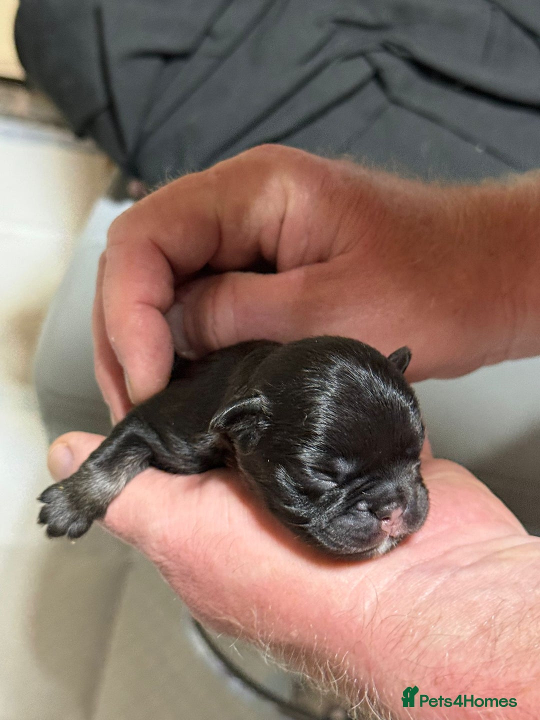 French Bulldog dogs for sale: 🏆 OVER 20 IMPERIAL CHAMPIONS IN THE BLOODLINE 🏆 - Image 6