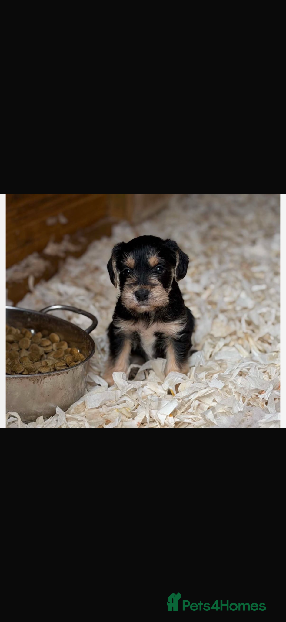 Yorkiepoo dogs for sale: 🐶Mini Yorkipoo puppies (toy size)🐶 - Advert 1