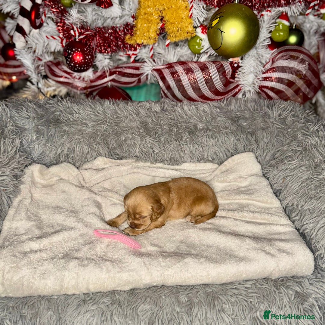 Cocker Spaniel dogs for sale: 🐶THE 8 MISFITS of SHEER BEAUTY🐶 - Advert 17