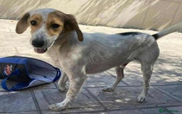 Mixed Breed dogs for adoption: Georgie needs a loving home  - Image 3