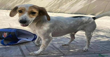 Mixed Breed dogs - Advert 1