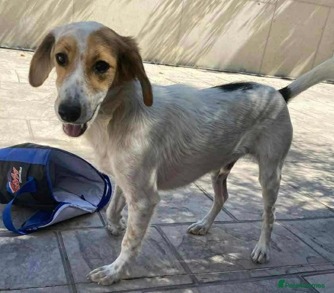 Mixed Breed dogs for adoption: Georgie needs a loving home  - Image 3