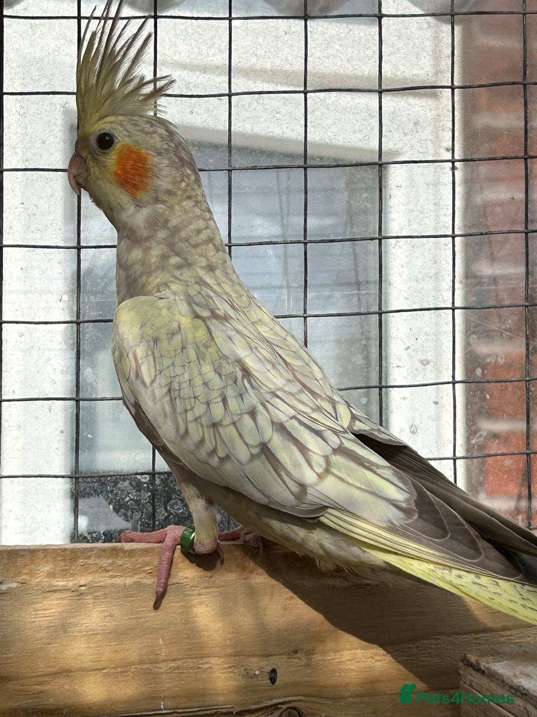Parrots birds for sale: Cockatiels babies  in Pontefract - Image 7