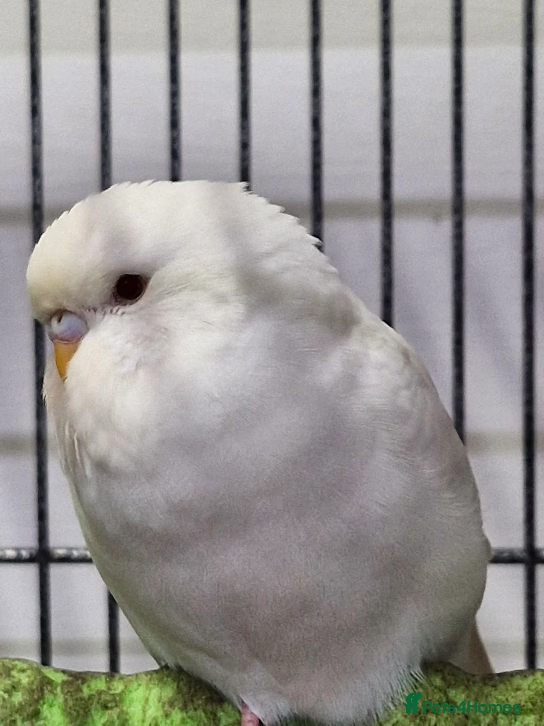 Budgerigars birds for sale: Baby Budgies - Advert 4