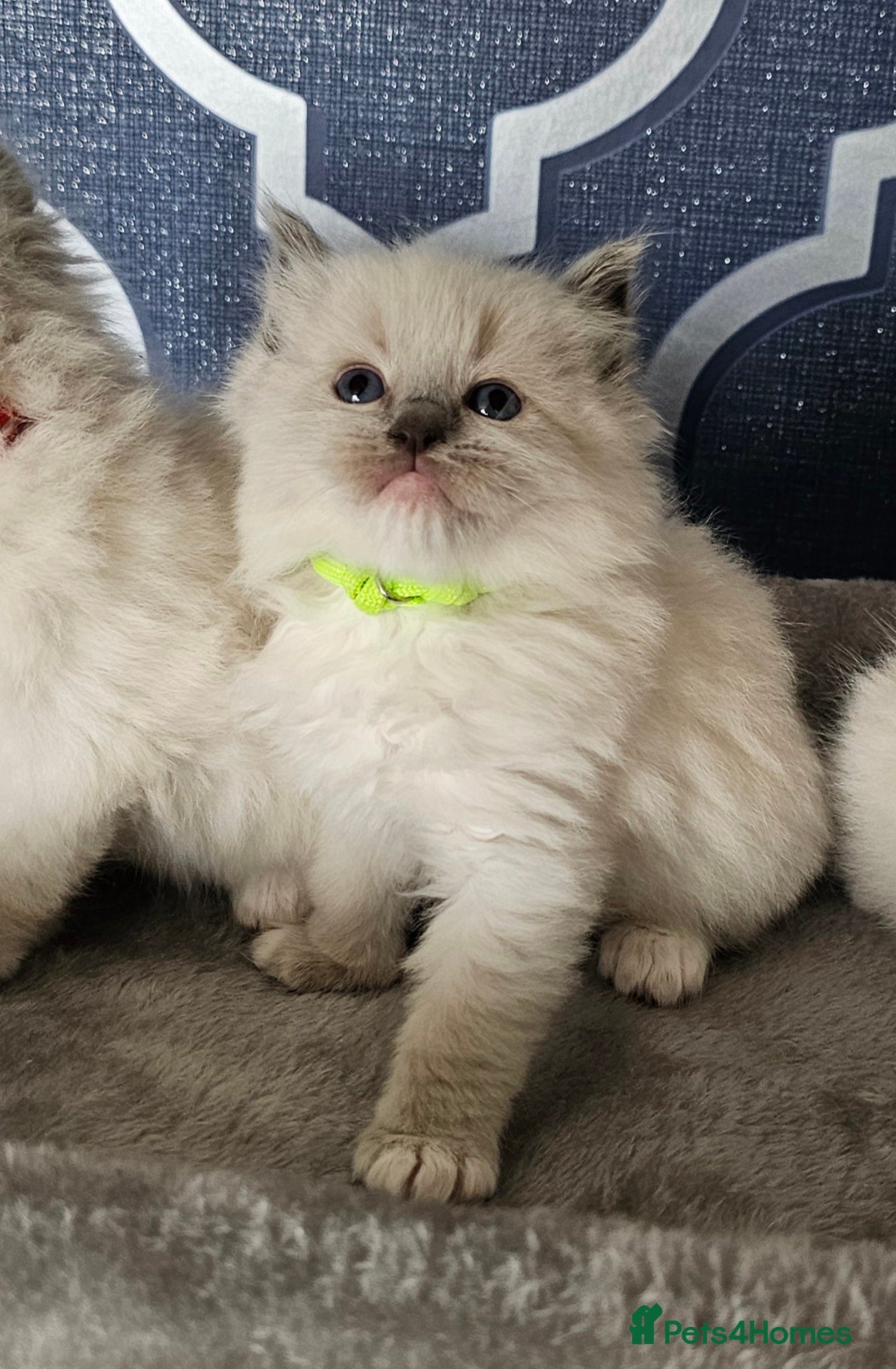 Ragdoll cats Stunning GCCF registered kittens  - Advert 7