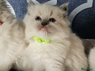Ragdoll cats Stunning GCCF registered kittens - Advert 7